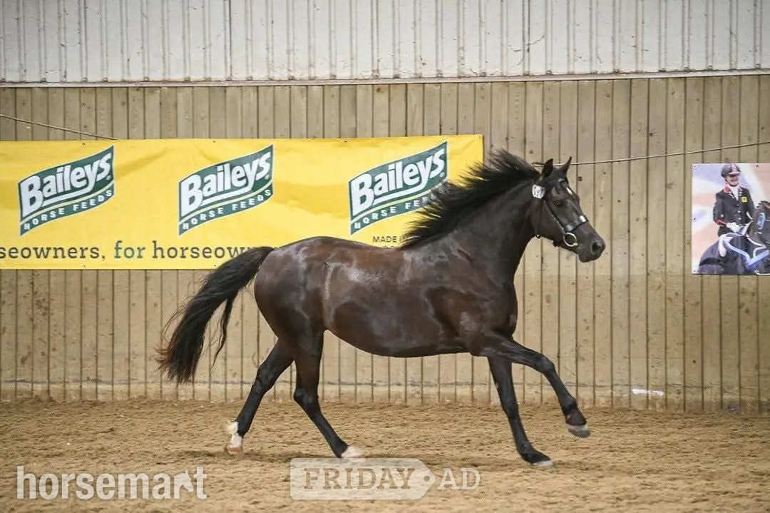 "Bronwyn " Dark Brown Mare Mountain & Moorland Pony - Horses
