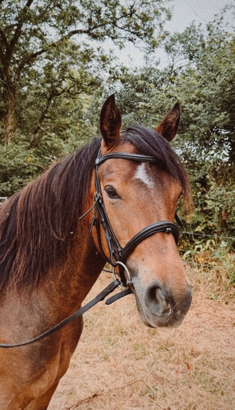 "Galway Shamrock " Dun Gelding All Rounder