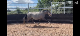" " Grey Mare Mountain & Moorland Pony