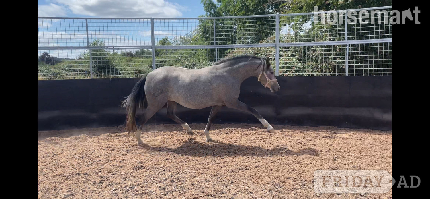 " " Grey Mare Mountain & Moorland Pony in Gloucester