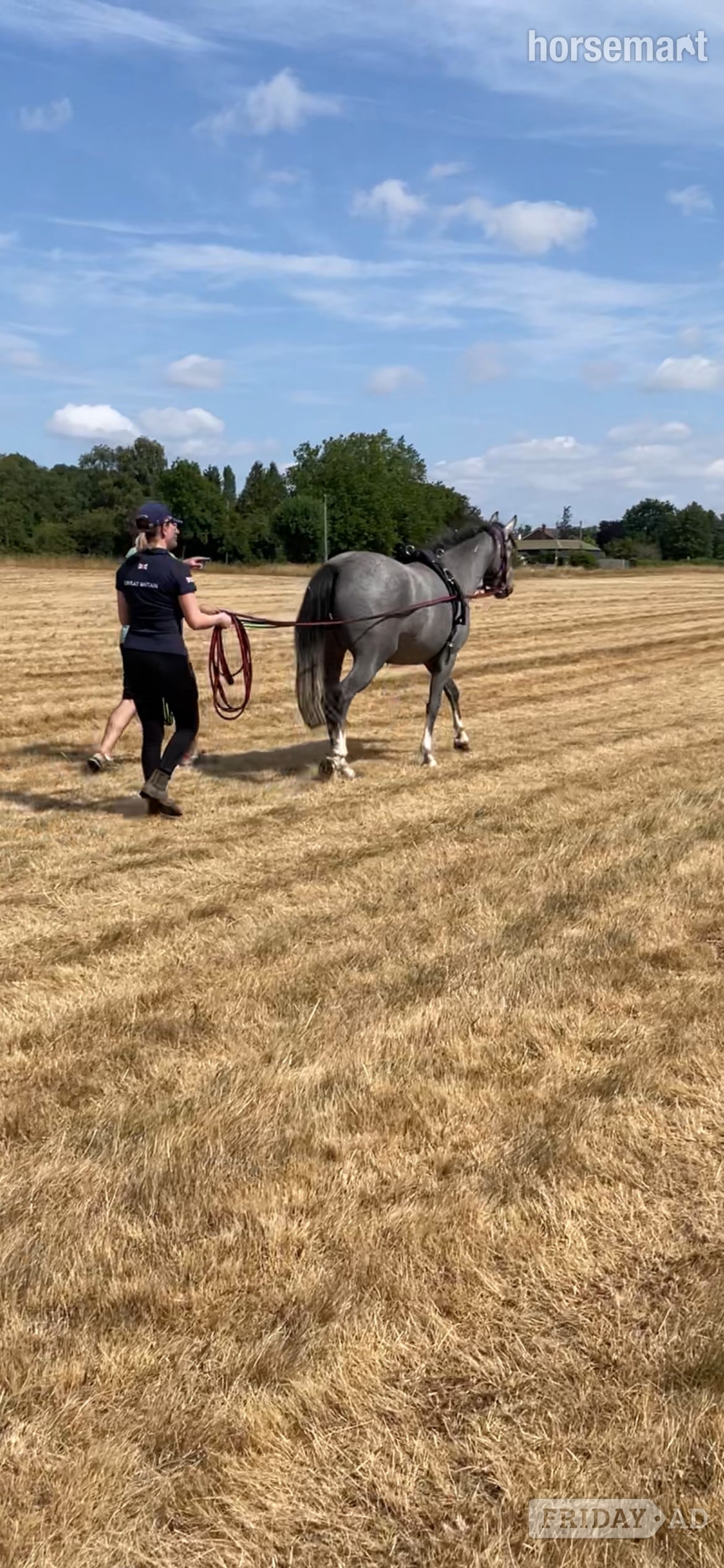 Gloucester " " Grey Mare Mountain & Moorland Pony