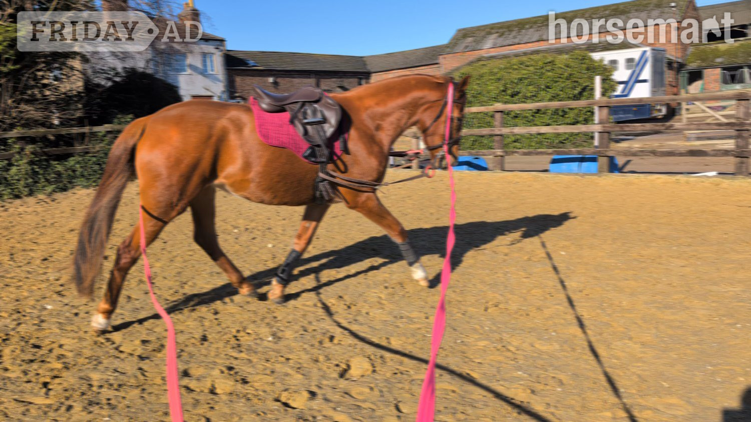 "Lowmoor Sovereign Jubilee " Chestnut Mare All Rounder