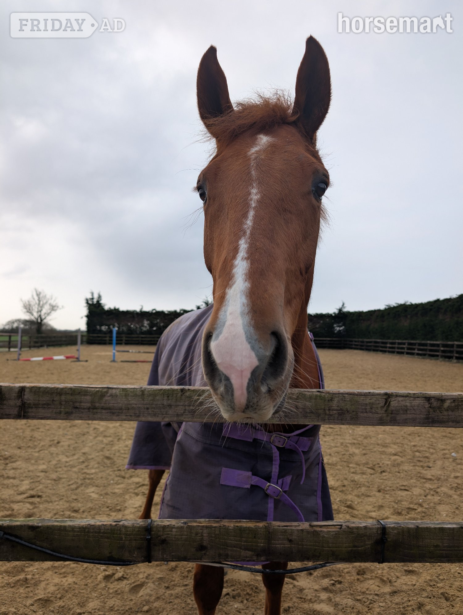 Market Weighton "Lowmoor Sovereign Jubilee " Chestnut Mare All Rounder