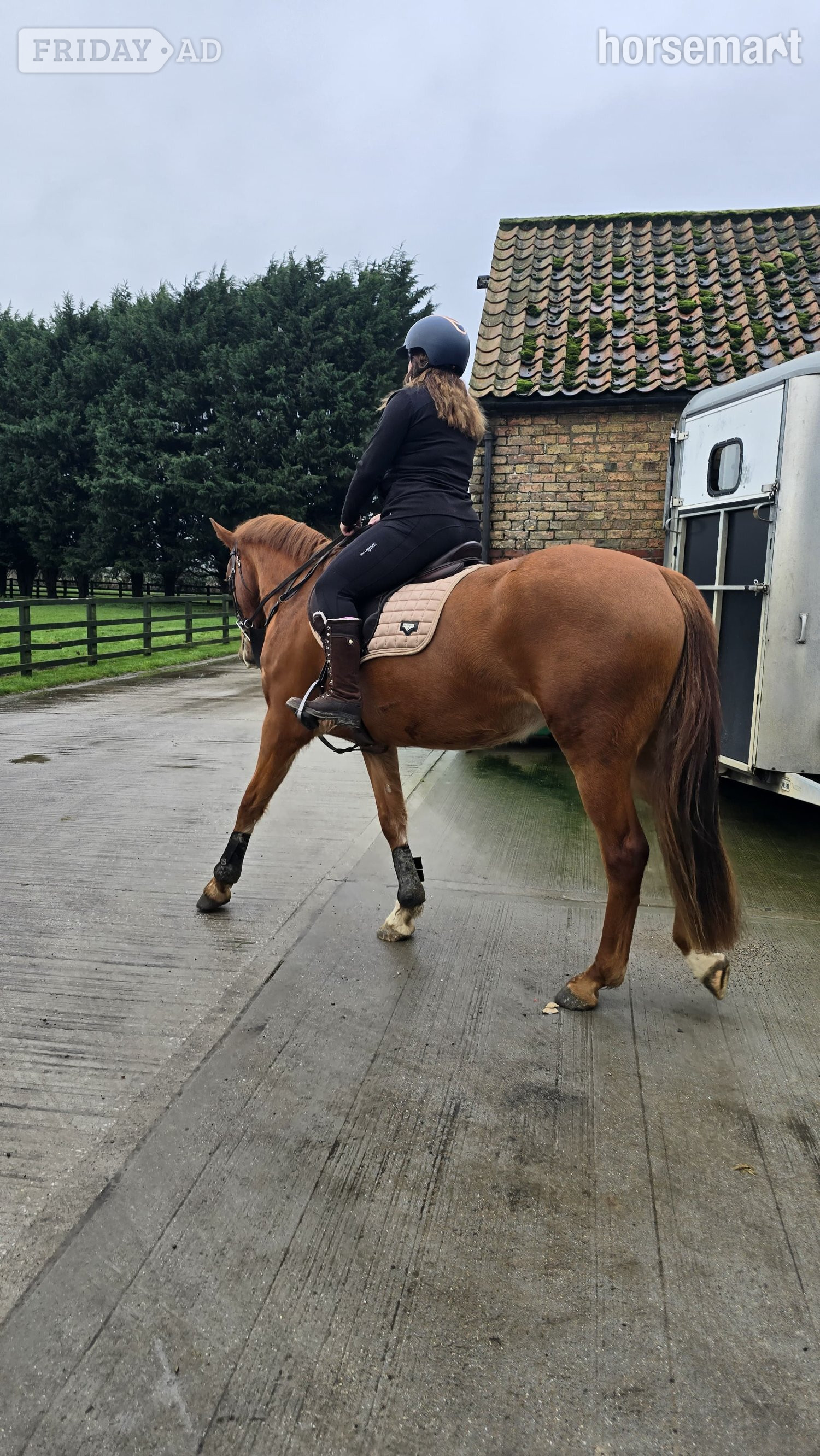 "Lowmoor Sovereign Jubilee " Chestnut Mare All Rounder - Horses in Market Weighton