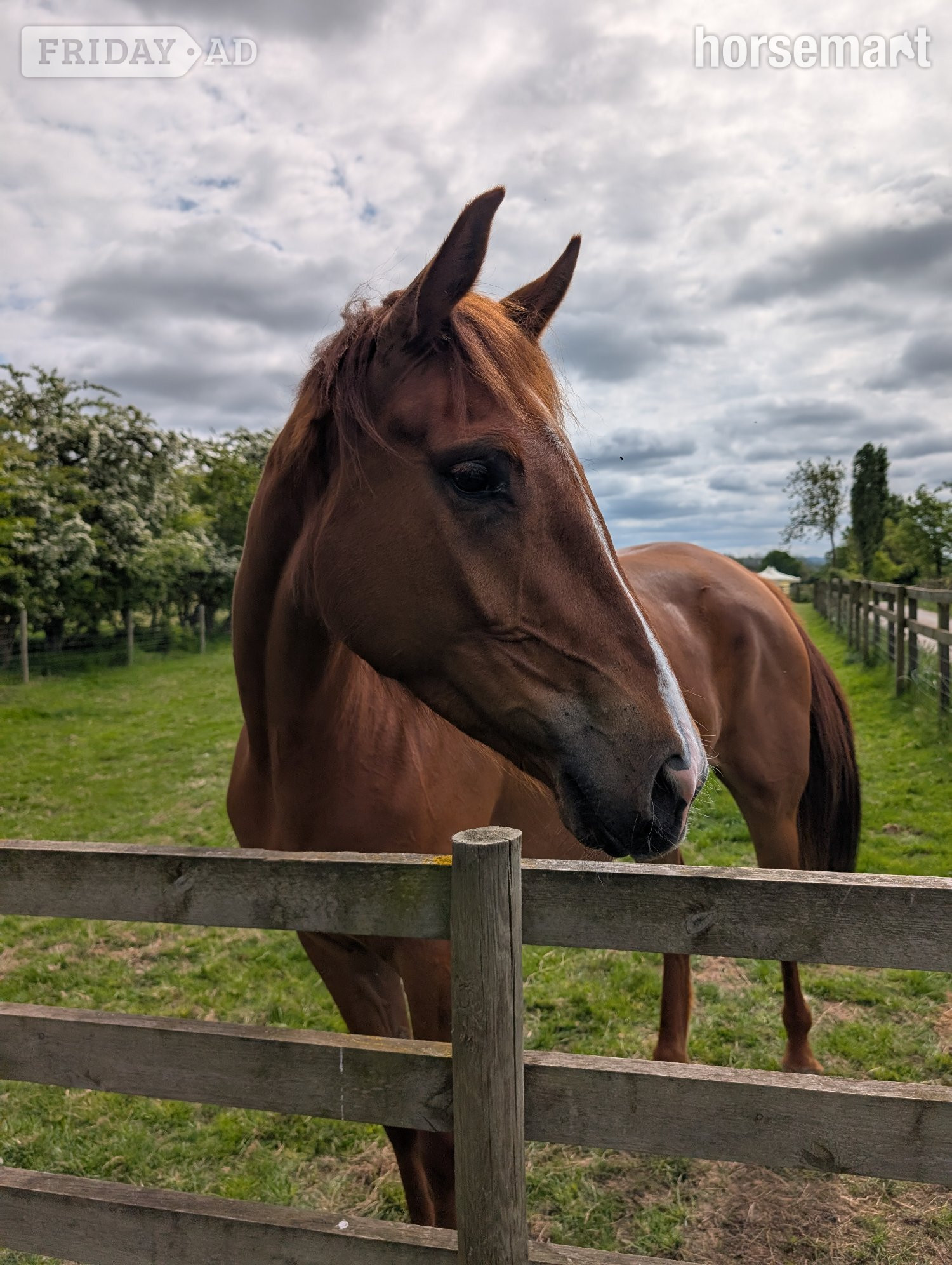 "Lowmoor Sovereign Jubilee " Chestnut Mare All Rounder - Horses