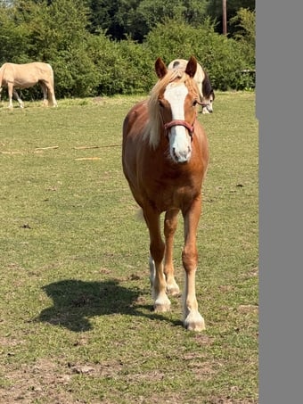 "Laney" Chestnut Filly All Rounder