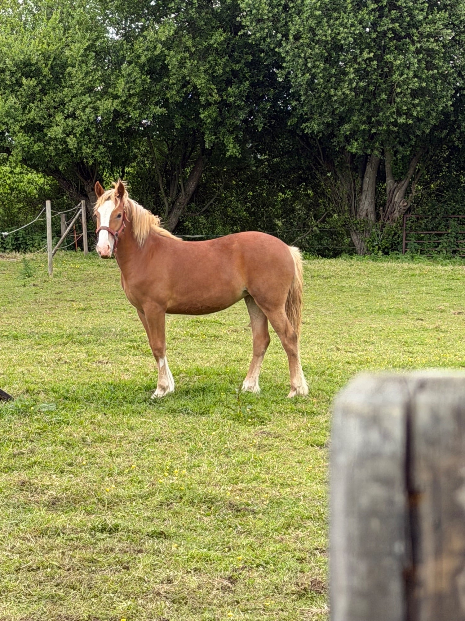 "Laney" Chestnut Filly All Rounder