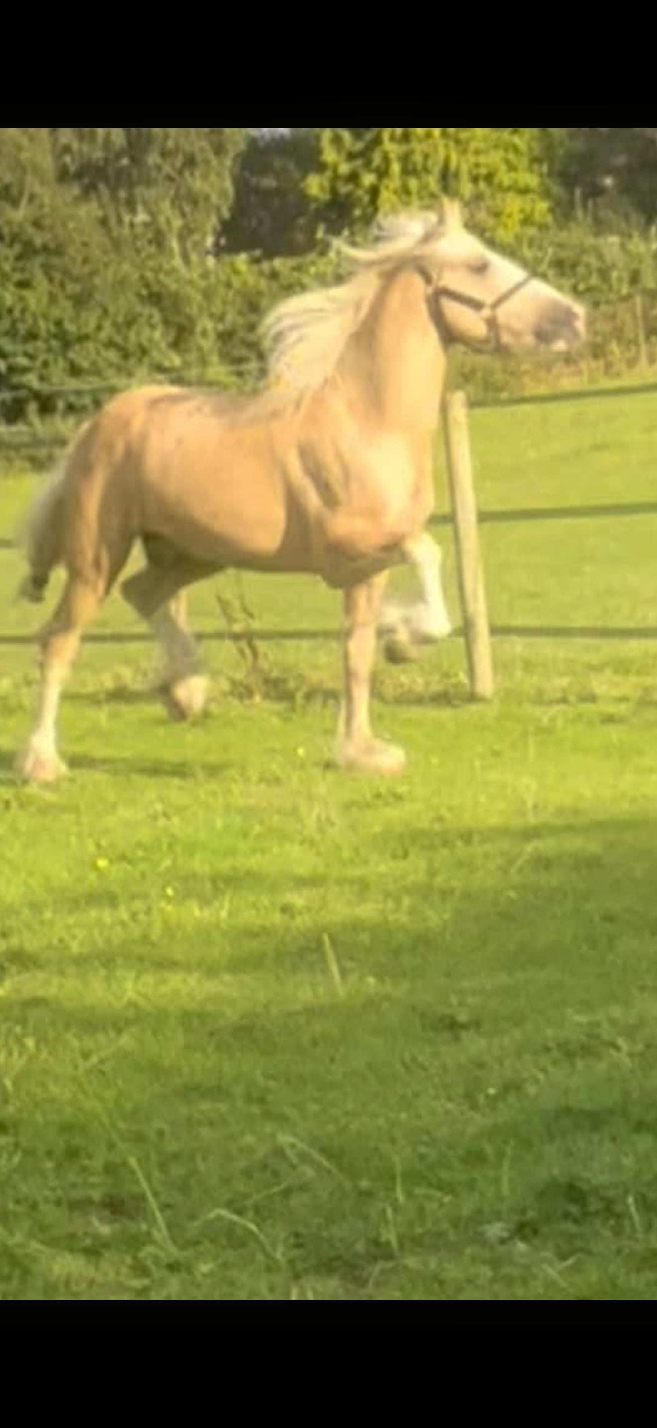 Lincoln "Laney" Chestnut Filly All Rounder
