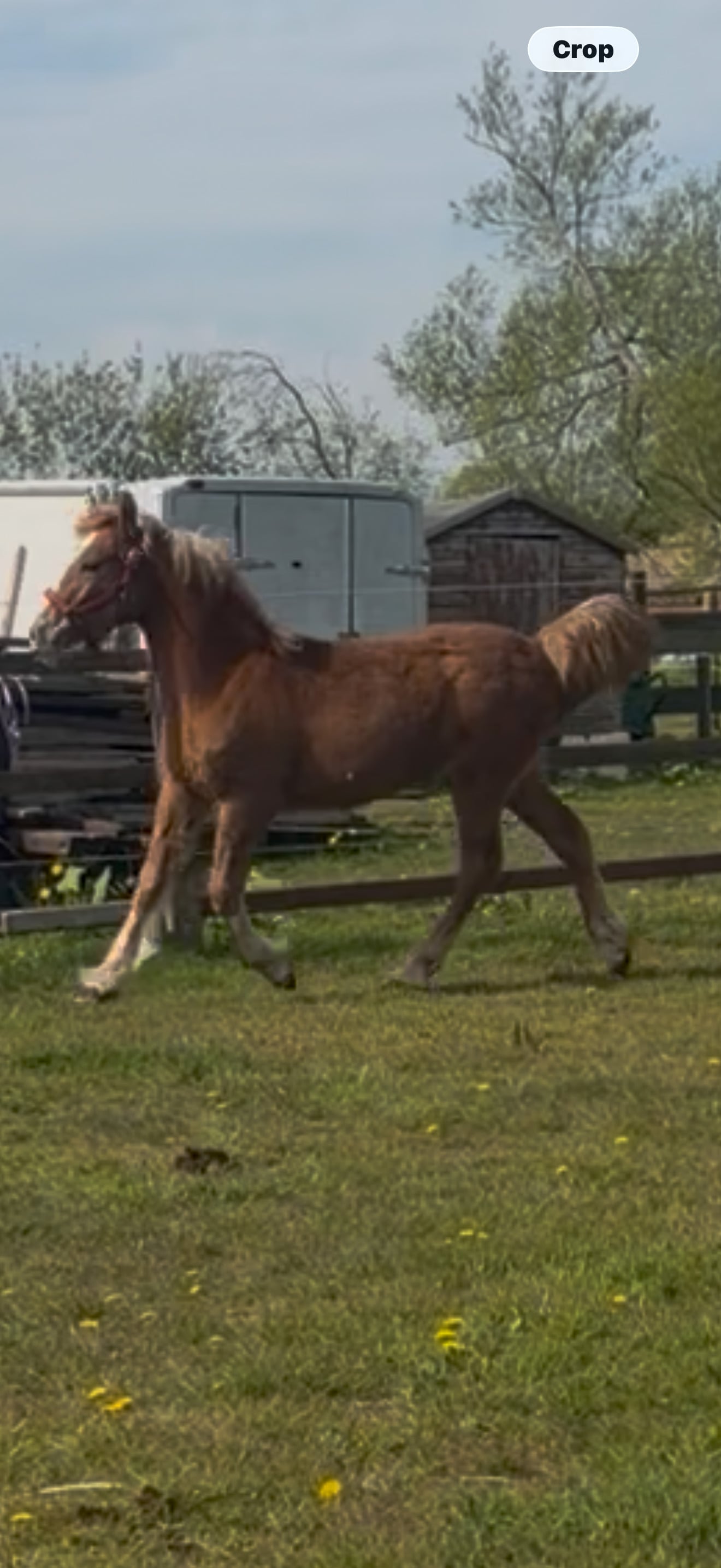 "Laney" Chestnut Filly All Rounder - Horses