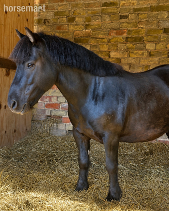 "Bobby " Black Gelding Project Horse