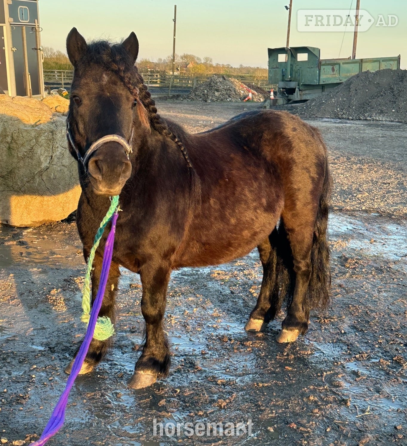 "Bobby " Black Gelding Project Horse