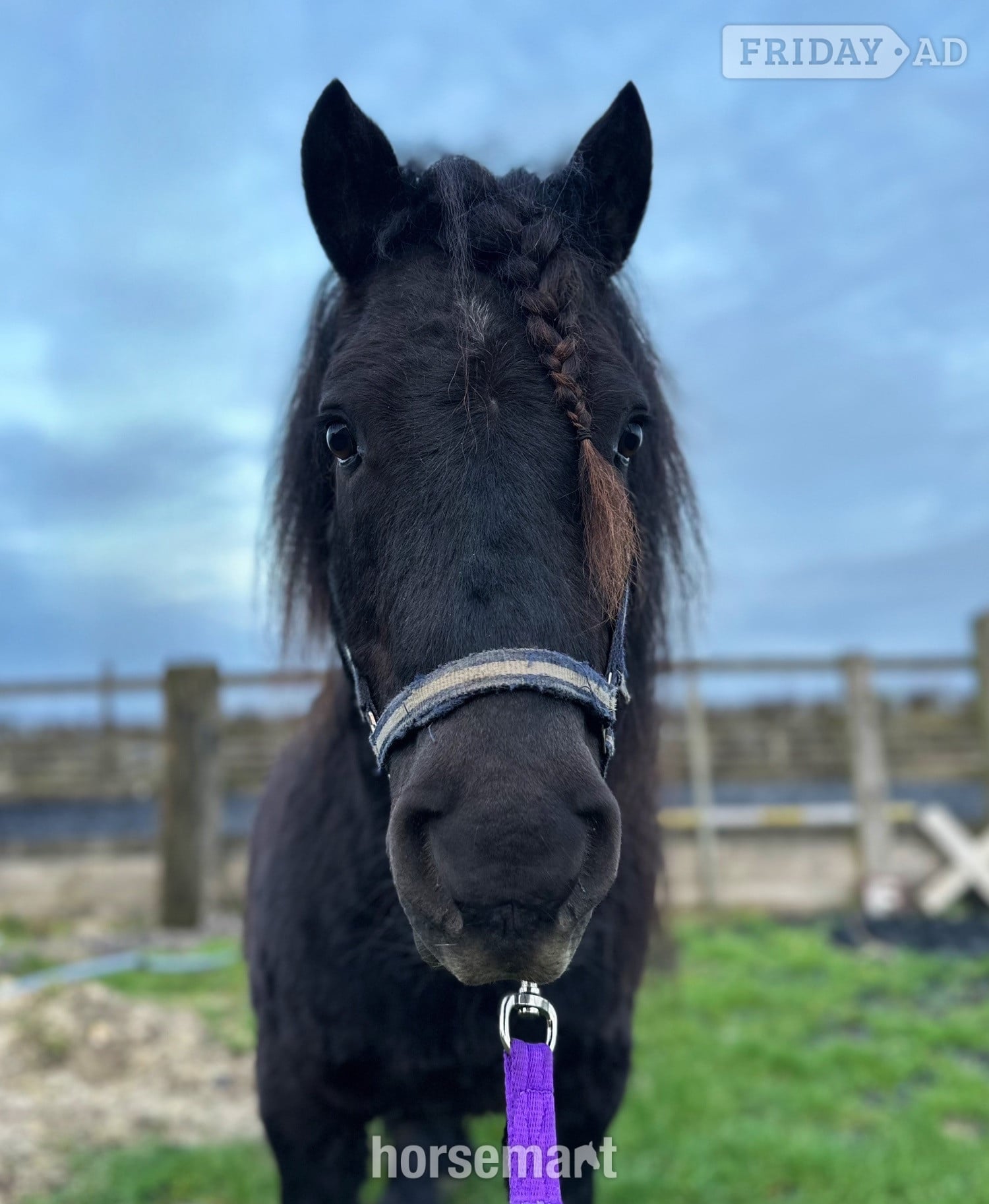 Lincoln "Bobby " Black Gelding Project Horse