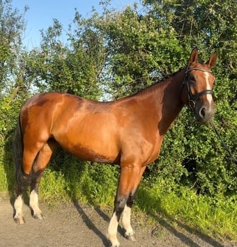"Spot on Gucci’s glory " Bay Mare All Rounder