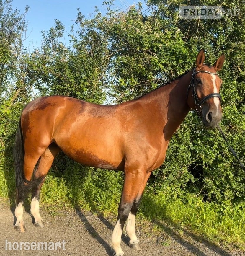 "Spot on Gucci’s glory " Bay Mare All Rounder in Cardiff