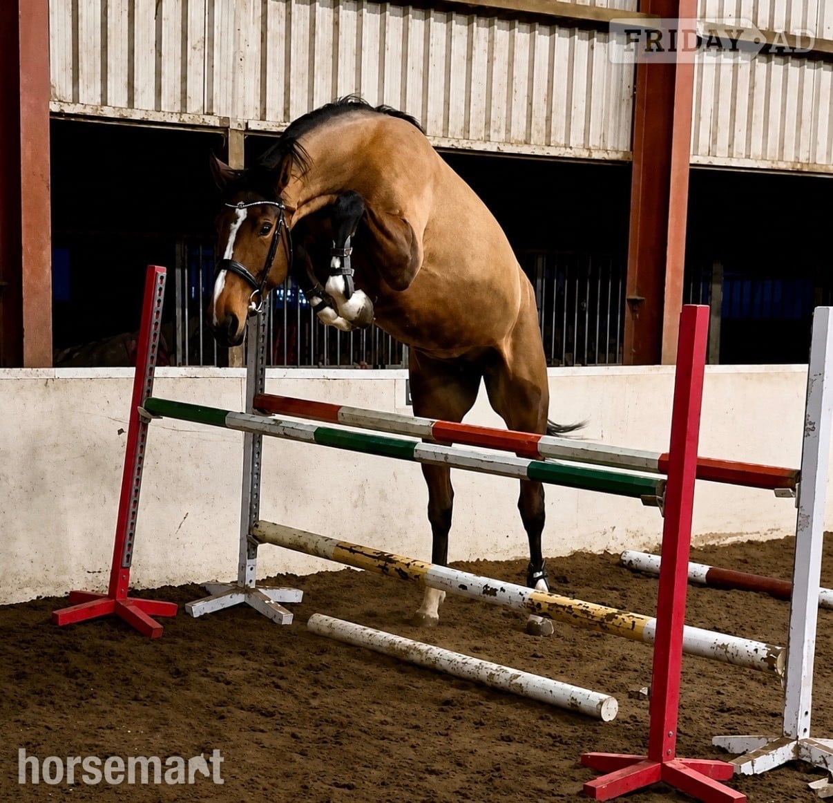 "Spot on Gucci’s glory " Bay Mare All Rounder