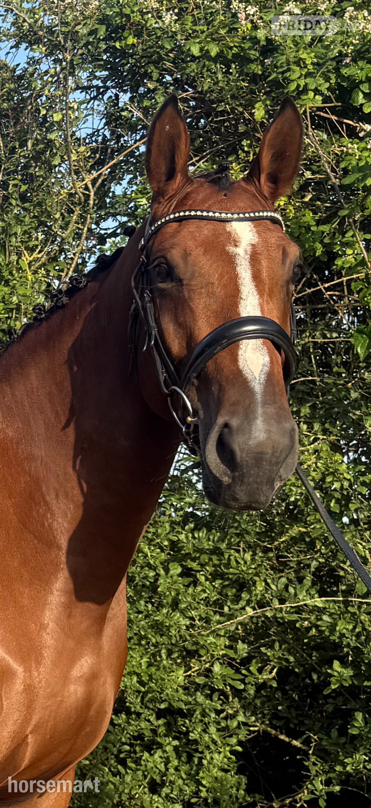Cardiff "Spot on Gucci’s glory " Bay Mare All Rounder