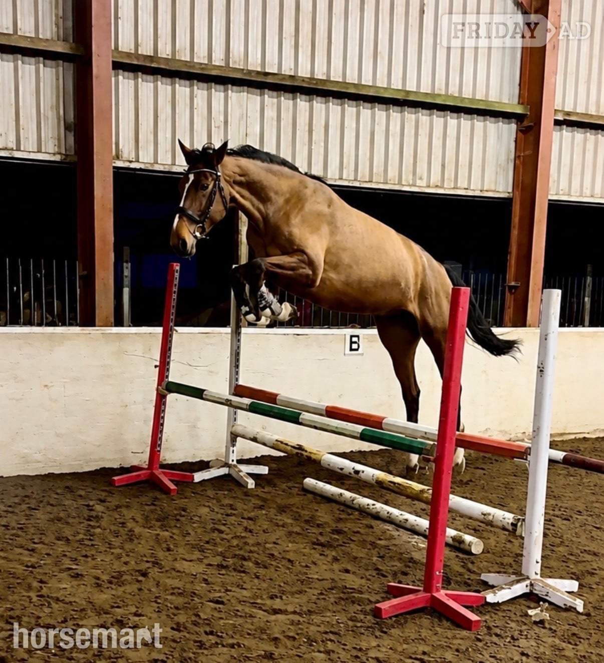 "Spot on Gucci’s glory " Bay Mare All Rounder - Horses in Cardiff