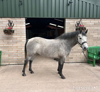 "Tia" Grey Mare All Rounder