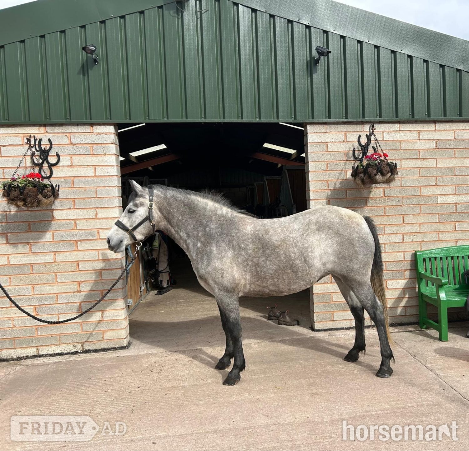 "Tia" Grey Mare All Rounder
