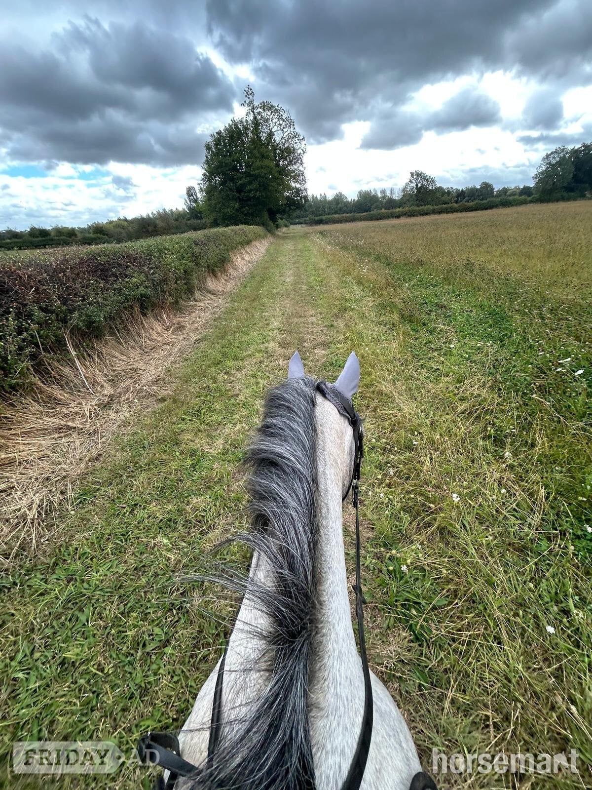 Tamworth "Tia" Grey Mare All Rounder