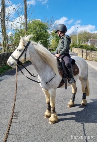 "Merlin" Grey Gelding All Rounder
