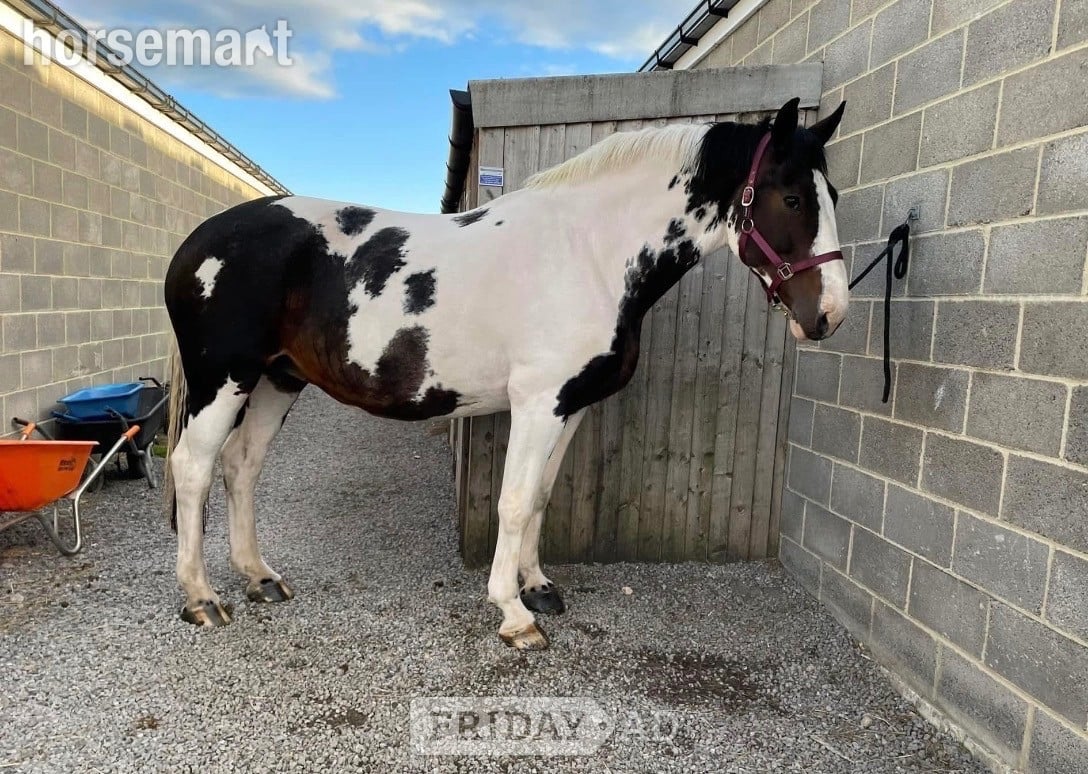 "Maize" Coloured Mare All Rounder in Durham