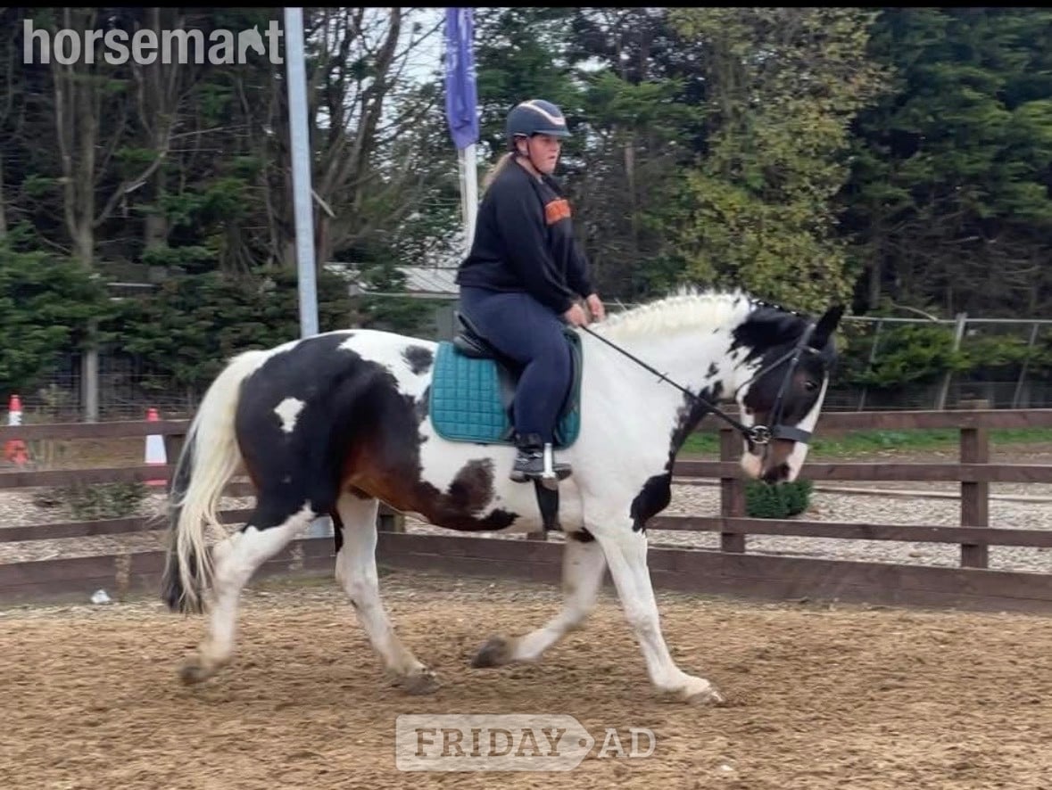 "Maize" Coloured Mare All Rounder