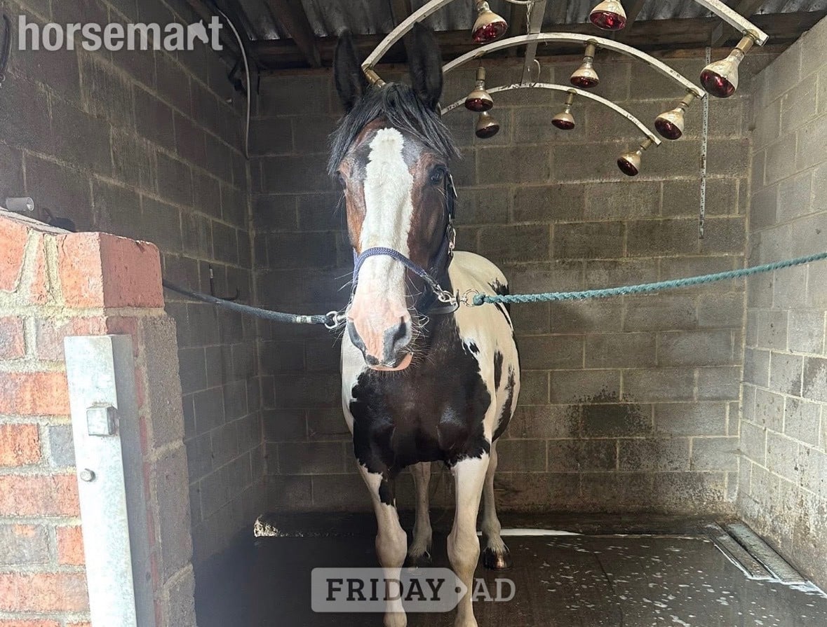 "Maize" Coloured Mare All Rounder - Horses in Durham
