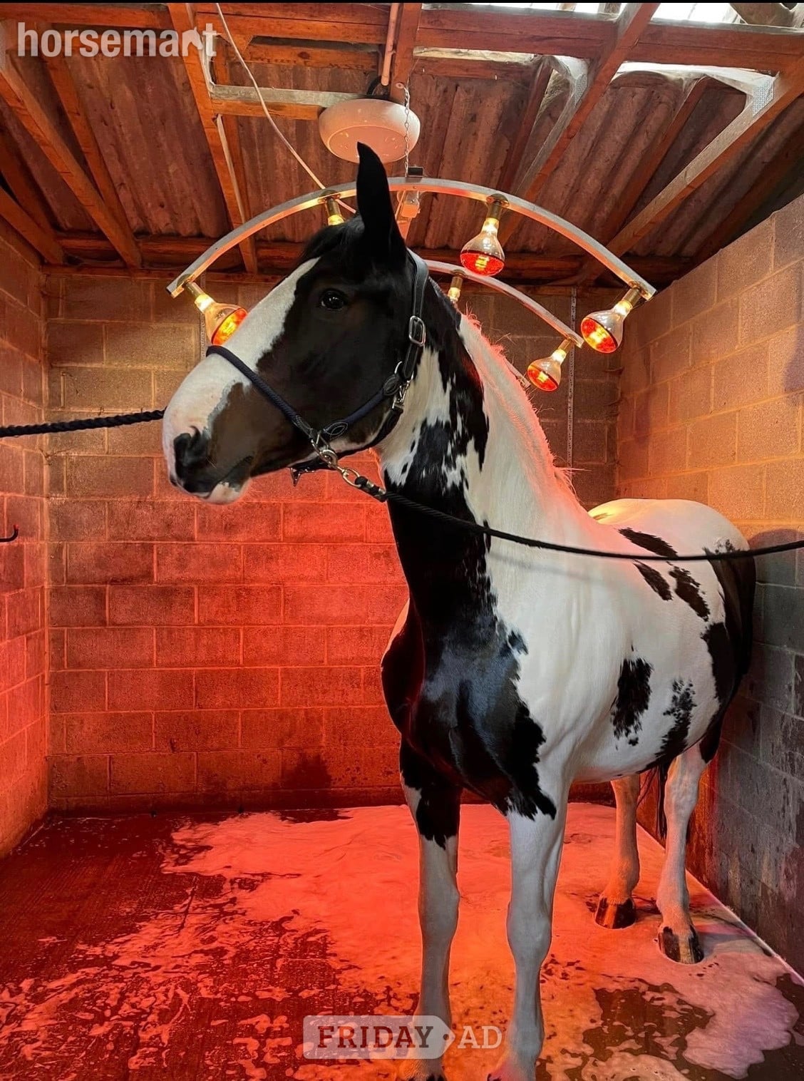 "Maize" Coloured Mare All Rounder - Horses