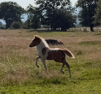 "Sophia of Ravensidefarm " Tobiano Filly All Rounder