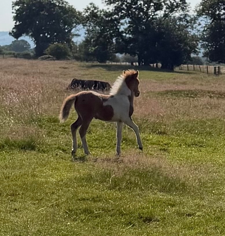 "Sophia of Ravensidefarm " Tobiano Filly All Rounder