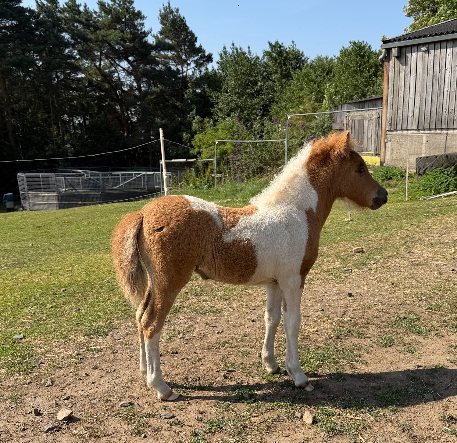 Hedley on the Hill "Sophia of Ravensidefarm " Tobiano Filly All Rounder
