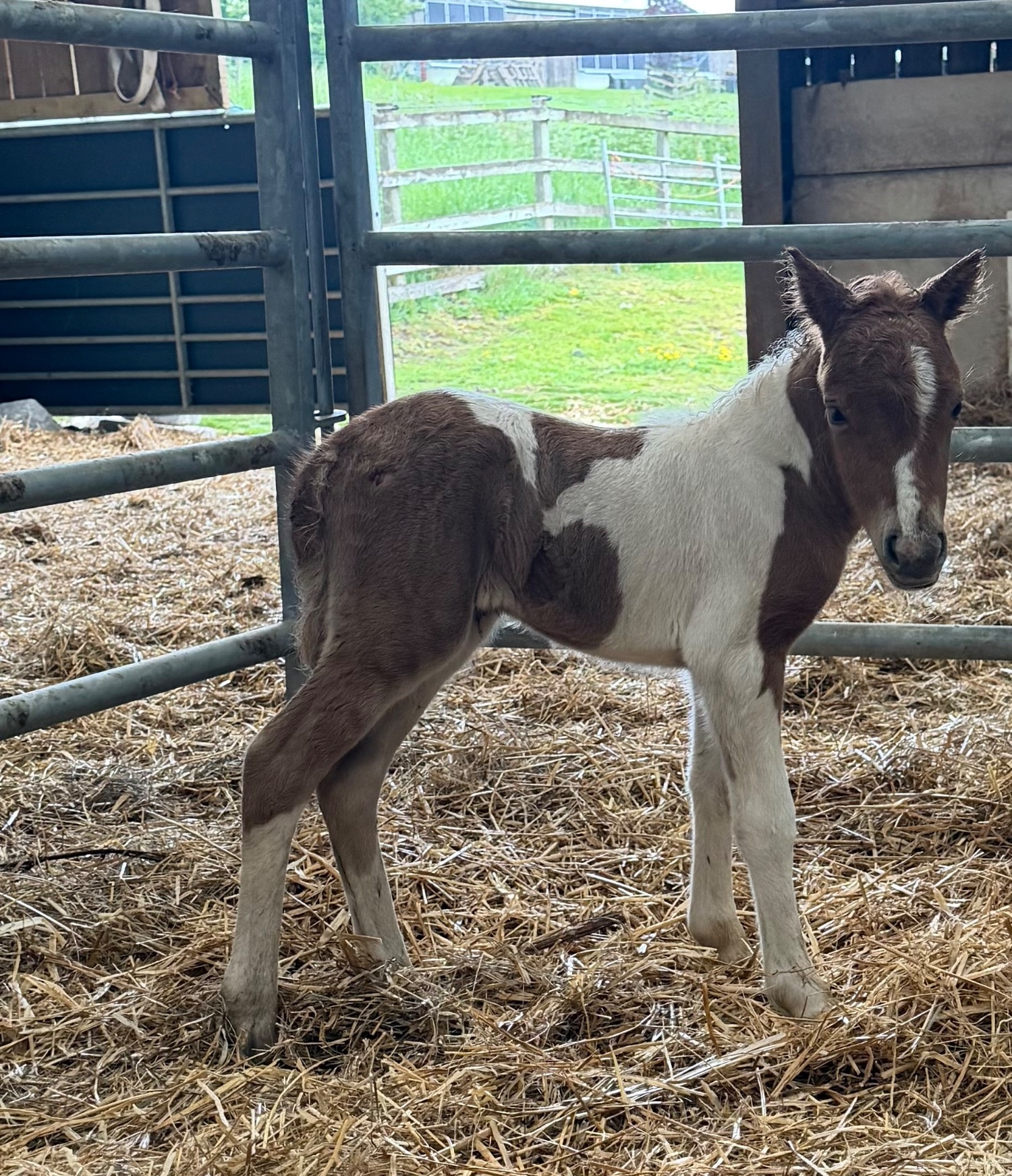"Sophia of Ravensidefarm " Tobiano Filly All Rounder -  in Hedley on the Hill