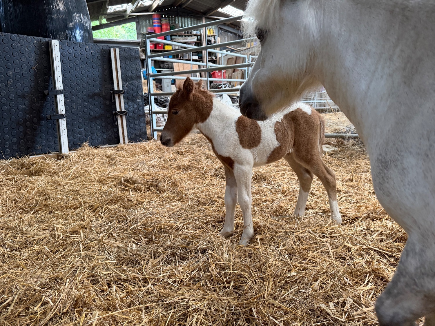 "Sophia of Ravensidefarm " Tobiano Filly All Rounder - 