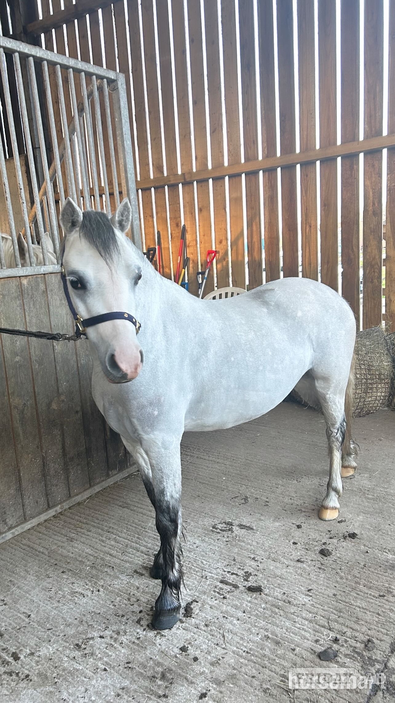 "Polly grey " Dapple Grey Mare Mountain & Moorland Pony in Stockport