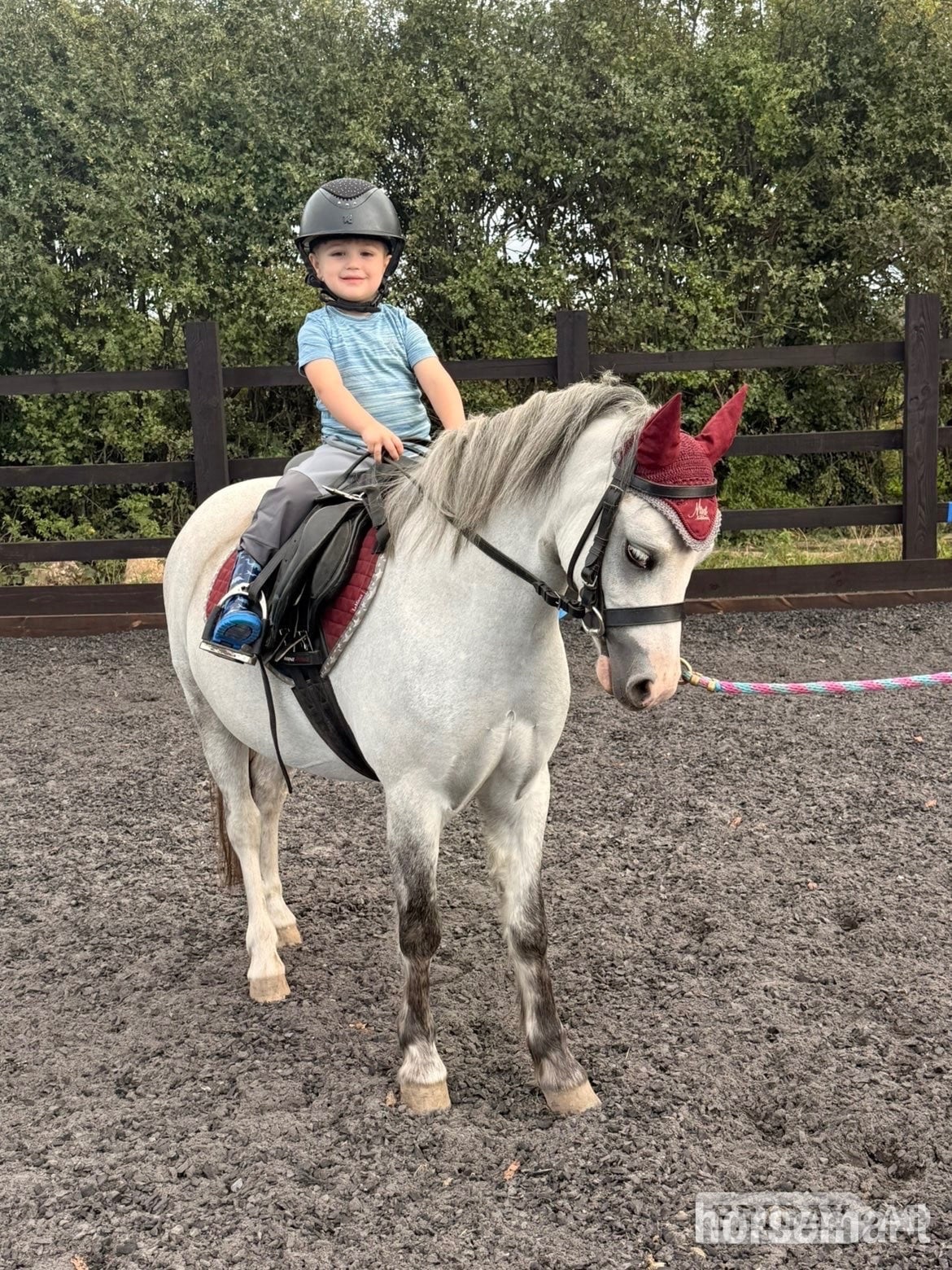 "Polly grey " Dapple Grey Mare Mountain & Moorland Pony - Horses in Stockport