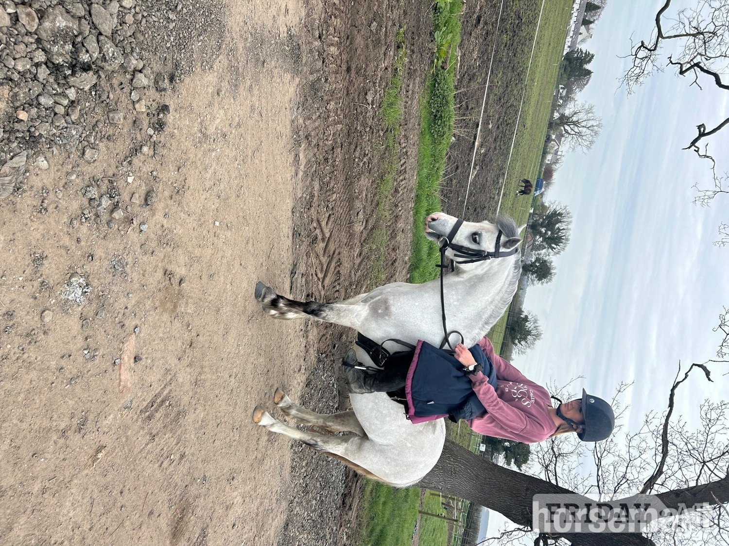 "Polly grey " Dapple Grey Mare Mountain & Moorland Pony