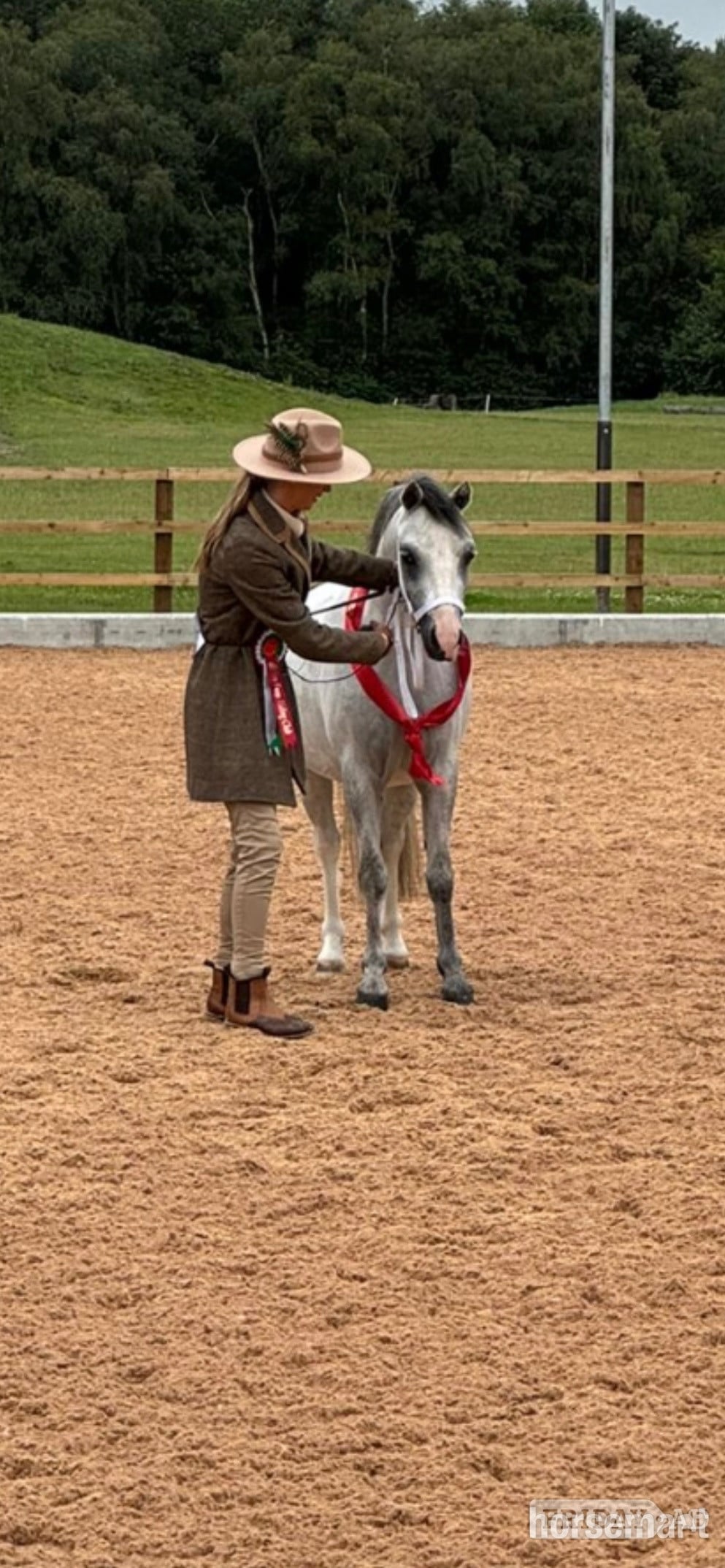 "Polly grey " Dapple Grey Mare Mountain & Moorland Pony - Horses