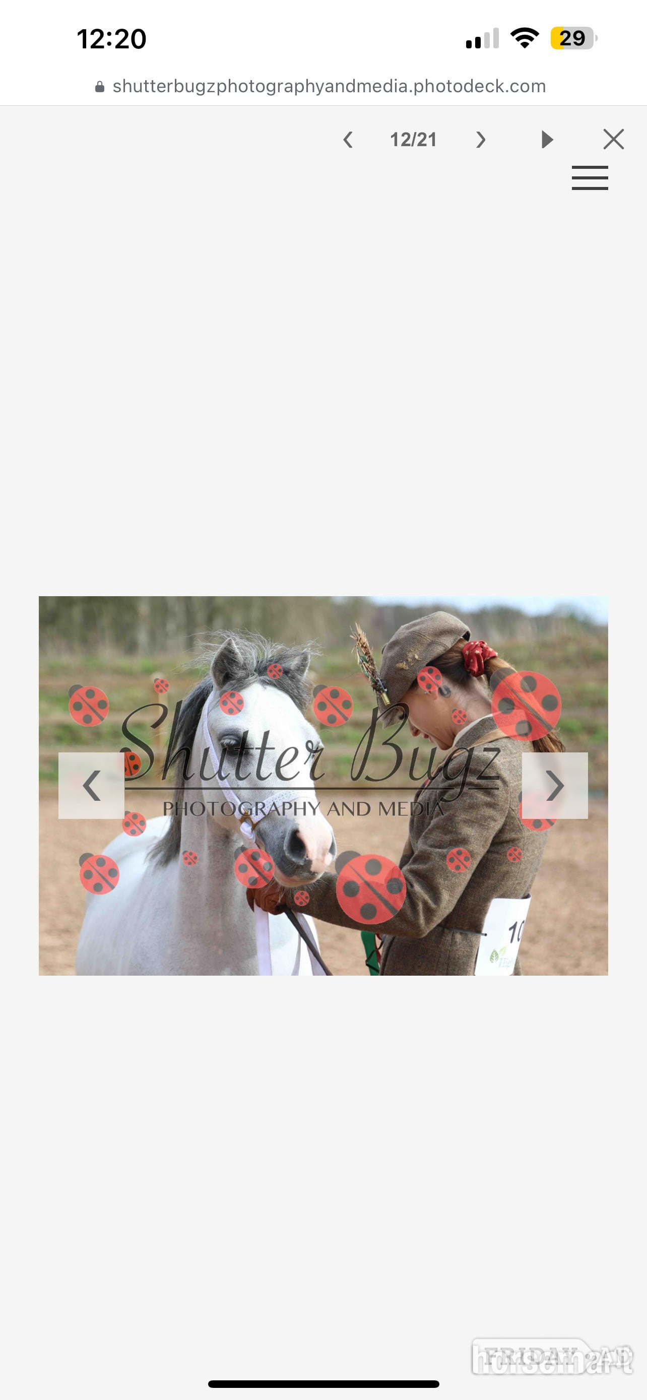 Stockport "Polly grey " Dapple Grey Mare Mountain & Moorland Pony