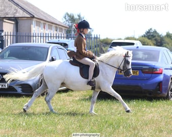 "Maesymor Mc Caw" Grey Gelding Lead Rein/First Ridden Pony