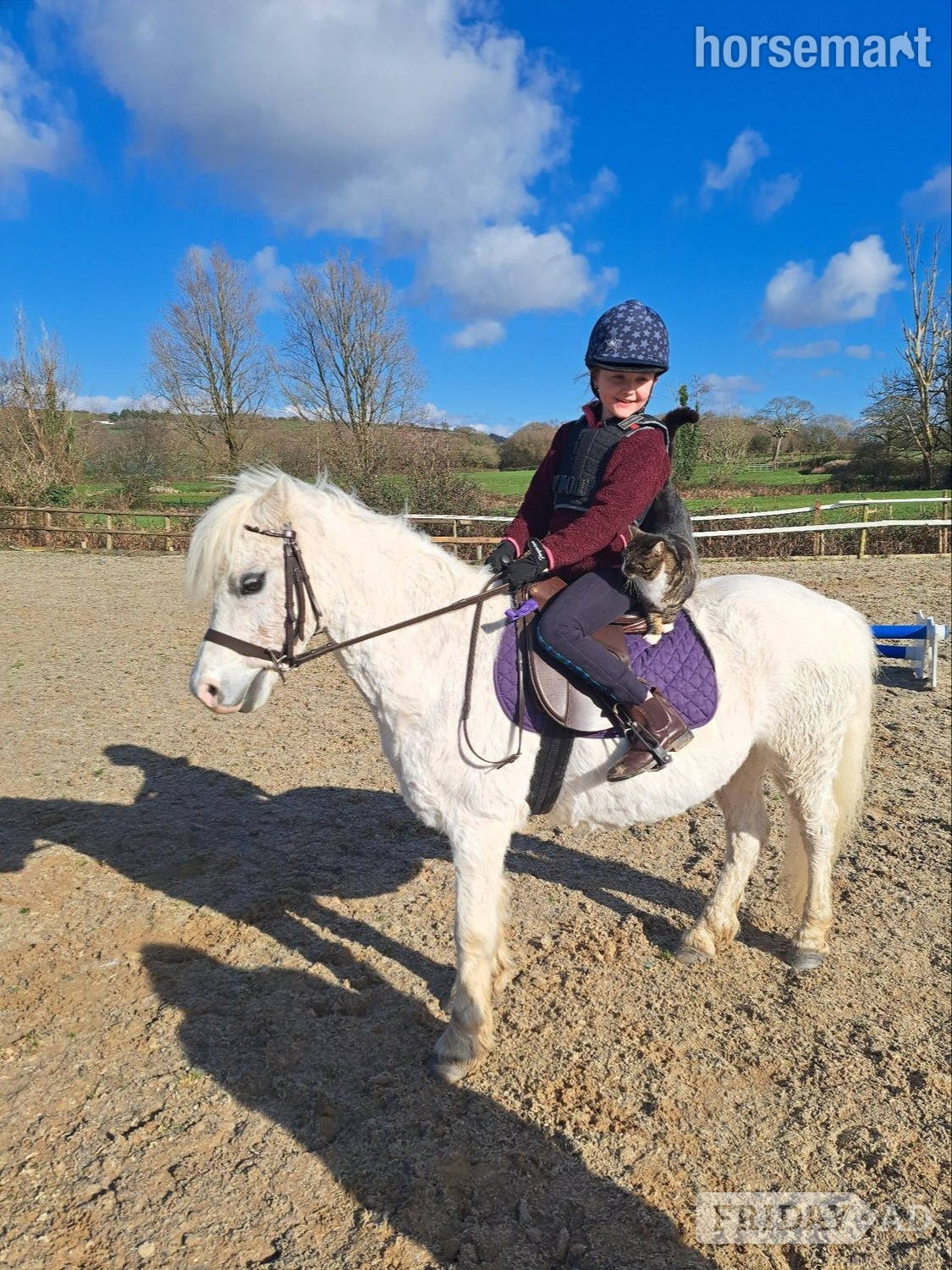 "Maesymor Mc Caw" Grey Gelding Lead Rein/First Ridden Pony - Horses in Swansea