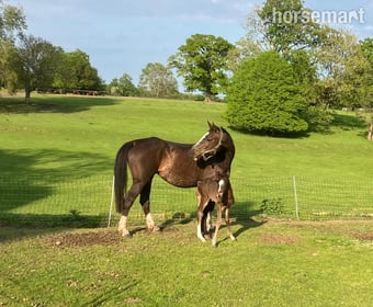 "Horse"  Mare All Rounder