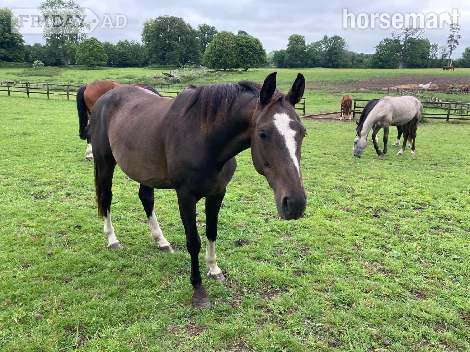 "Horse"  Mare All Rounder