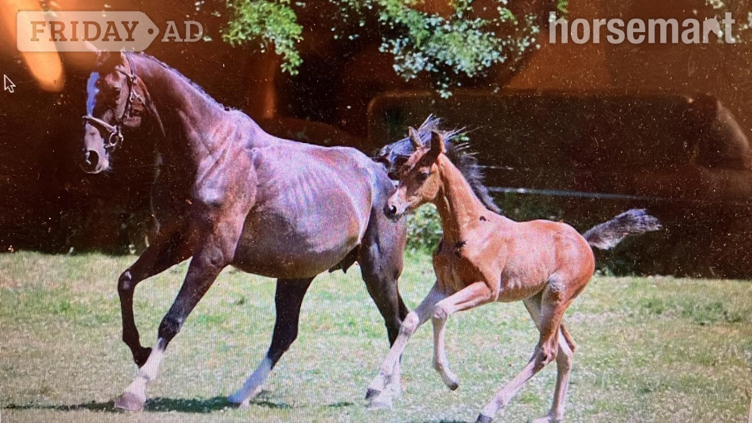 Crediton "Horse"  Mare All Rounder