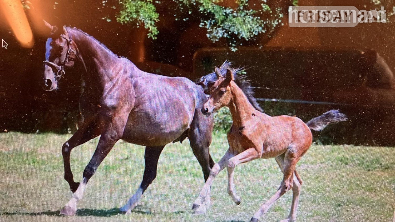 Crediton "Horse"  Mare All Rounder