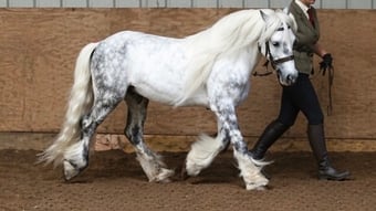 "Winters Eye Of The Storm" Dapple Grey Gelding Cob/Heavy Horse