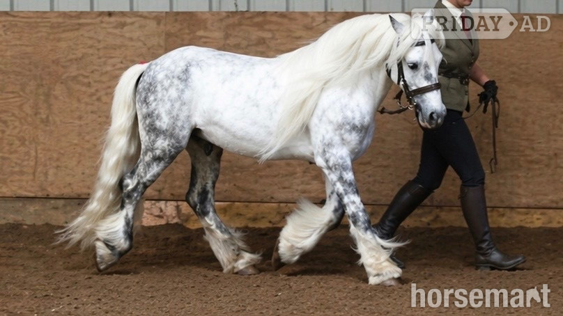 "Winters Eye Of The Storm" Dapple Grey Gelding Cob/Heavy Horse in Manchester