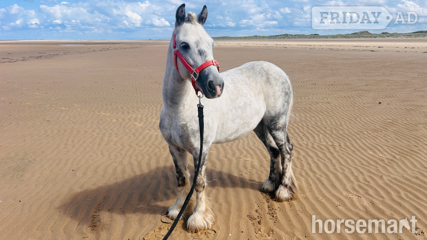 Manchester "Winters Eye Of The Storm" Dapple Grey Gelding Cob/Heavy Horse