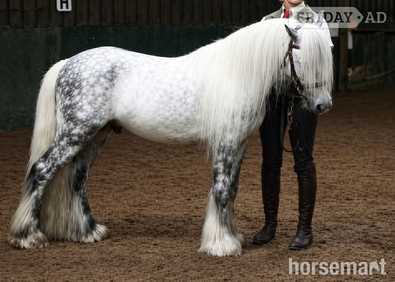"Winters Eye Of The Storm" Dapple Grey Gelding Cob/Heavy Horse - Horses in Manchester
