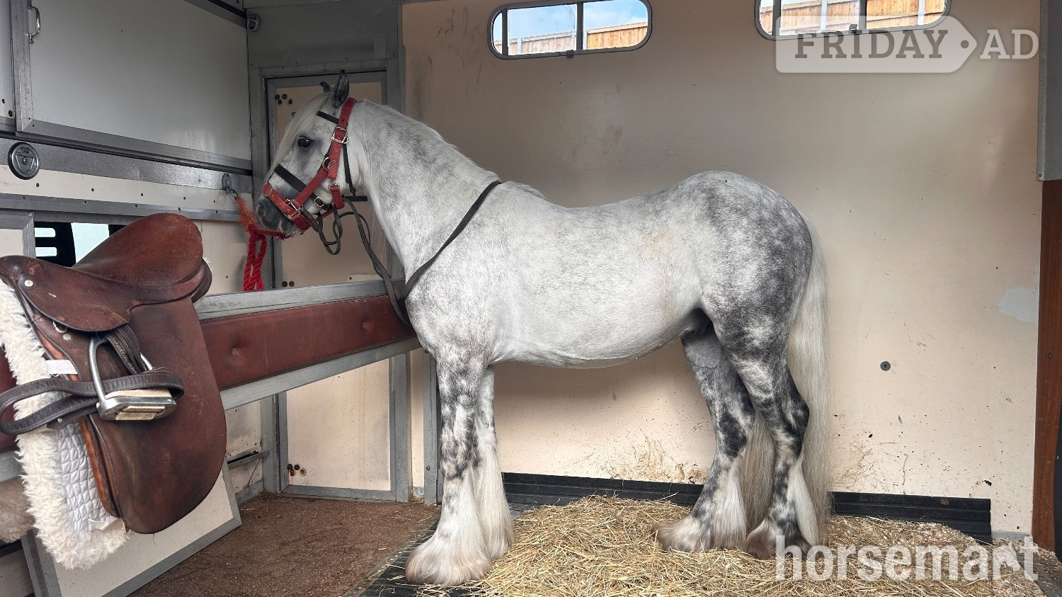 "Winters Eye Of The Storm" Dapple Grey Gelding Cob/Heavy Horse - Horses